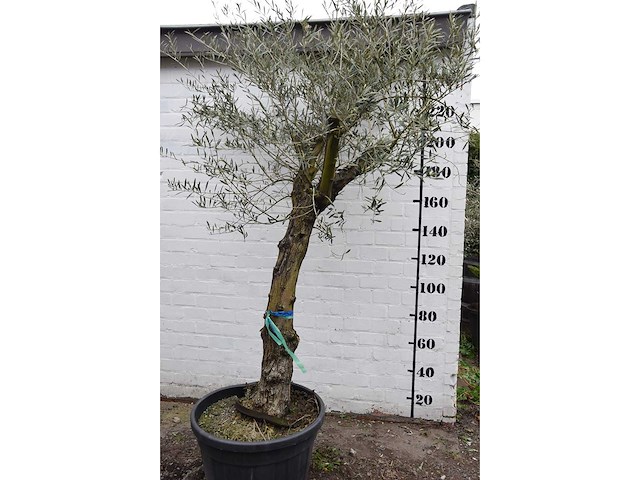 Olive old skin - olive tree - afbeelding 5 van  10