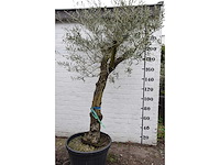 Olive old skin - olive tree - afbeelding 5 van  10