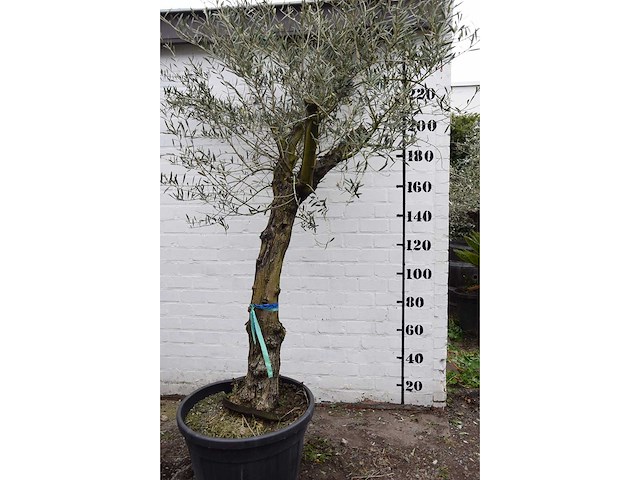 Olive old skin - olive tree - afbeelding 6 van  10