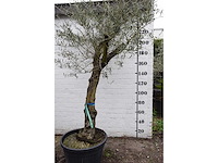 Olive old skin - olive tree - afbeelding 6 van  10