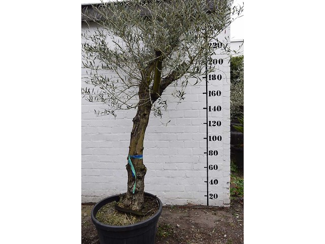Olive old skin - olive tree - afbeelding 7 van  10