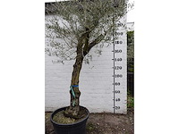 Olive old skin - olive tree - afbeelding 7 van  10