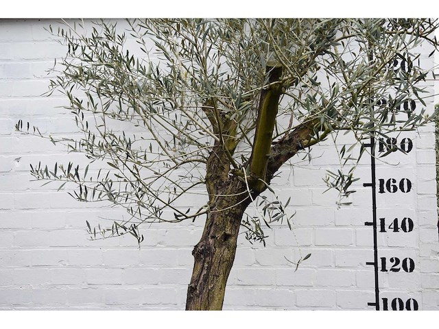 Olive old skin - olive tree - afbeelding 8 van  10