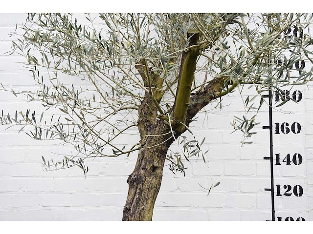 Olive old skin - olive tree - afbeelding 9 van  10