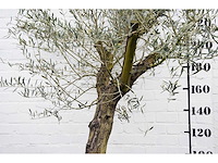 Olive old skin - olive tree - afbeelding 9 van  10