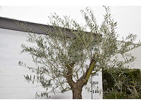 Olive old skin - olive tree - afbeelding 10 van  10