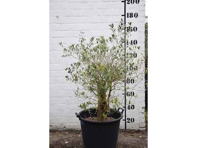 Olive old skin - olive tree - afbeelding 1 van  3