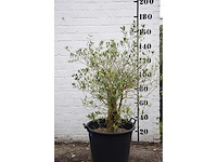 Olive old skin - olive tree - afbeelding 1 van  3