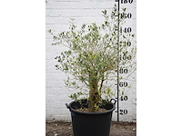 Olive old skin - olive tree - afbeelding 2 van  3