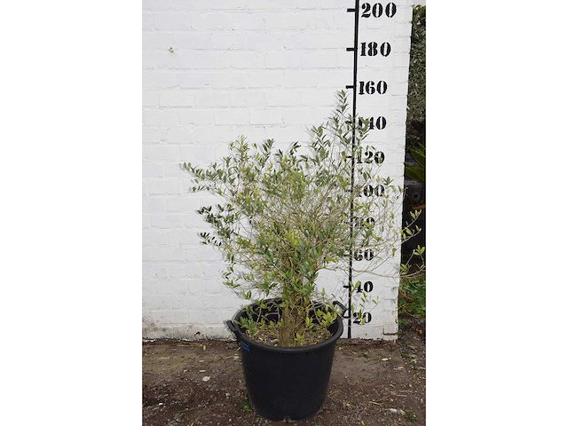 Olive old skin - olive tree - afbeelding 3 van  3