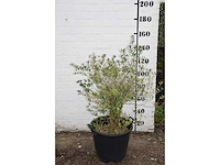 Olive old skin - olive tree - afbeelding 3 van  3