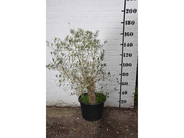 Olive old skin - olive tree - afbeelding 2 van  11