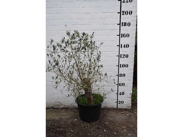 Olive old skin - olive tree - afbeelding 3 van  11