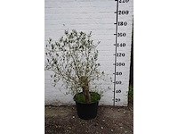 Olive old skin - olive tree - afbeelding 3 van  11