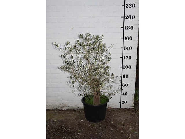 Olive old skin - olive tree - afbeelding 1 van  11