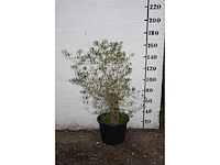 Olive old skin - olive tree - afbeelding 1 van  11