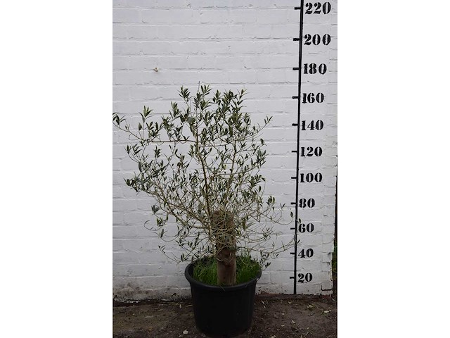 Olive old skin - olive tree - afbeelding 4 van  11