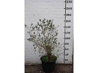 Olive old skin - olive tree - afbeelding 4 van  11