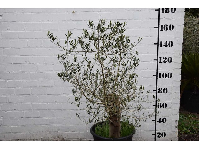 Olive old skin - olive tree - afbeelding 5 van  11