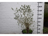 Olive old skin - olive tree - afbeelding 5 van  11