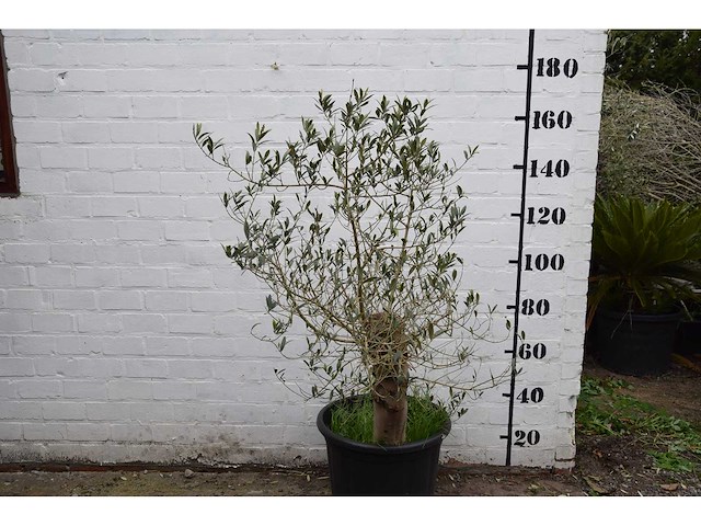 Olive old skin - olive tree - afbeelding 6 van  11