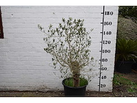 Olive old skin - olive tree - afbeelding 6 van  11