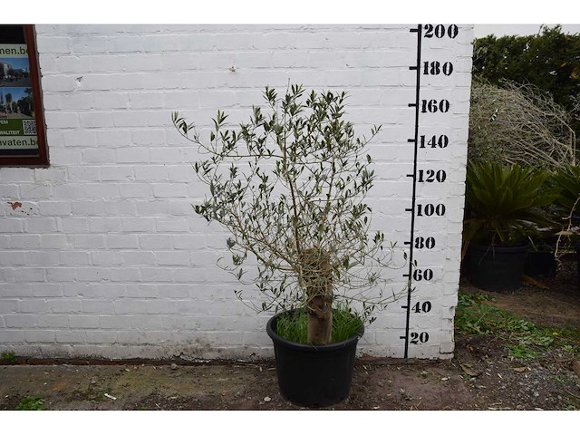 Olive old skin - olive tree - afbeelding 7 van  11