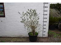 Olive old skin - olive tree - afbeelding 7 van  11