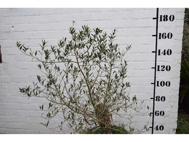 Olive old skin - olive tree - afbeelding 8 van  11
