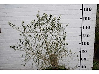 Olive old skin - olive tree - afbeelding 8 van  11