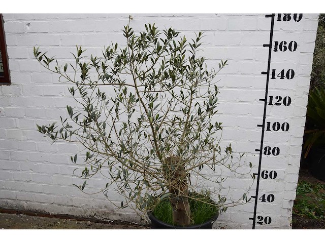 Olive old skin - olive tree - afbeelding 9 van  11