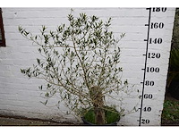 Olive old skin - olive tree - afbeelding 9 van  11