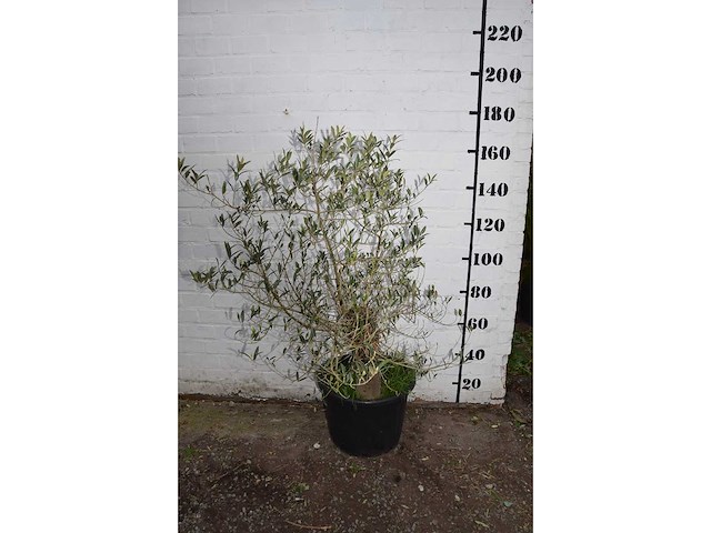 Olive old skin - olive tree - afbeelding 11 van  11