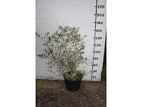 Olive old skin - olive tree - afbeelding 11 van  11