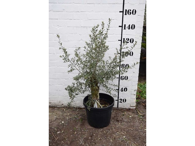 Olive old skin - olive tree - afbeelding 2 van  7