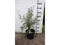 Olive old skin - olive tree - afbeelding 2 van  7