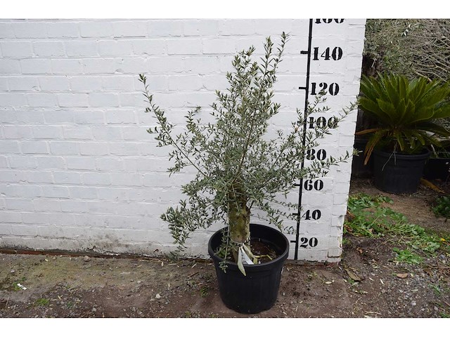 Olive old skin - olive tree - afbeelding 1 van  7