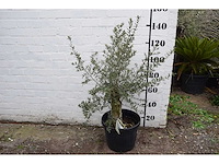 Olive old skin - olive tree - afbeelding 1 van  7