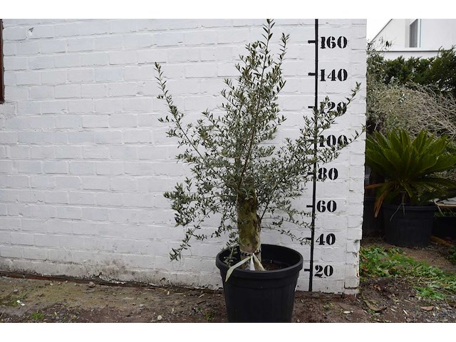 Olive old skin - olive tree - afbeelding 3 van  7