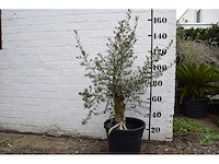 Olive old skin - olive tree - afbeelding 3 van  7