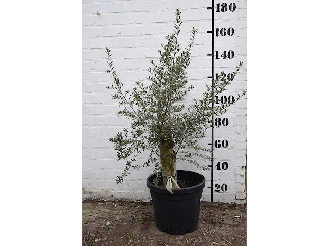 Olive old skin - olive tree - afbeelding 4 van  7