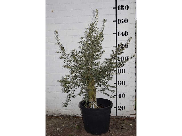Olive old skin - olive tree - afbeelding 5 van  7