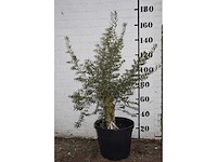 Olive old skin - olive tree - afbeelding 5 van  7