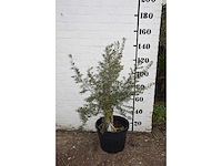 Olive old skin - olive tree - afbeelding 6 van  7