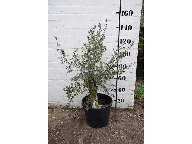 Olive old skin - olive tree - afbeelding 7 van  7
