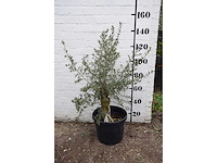 Olive old skin - olive tree - afbeelding 7 van  7