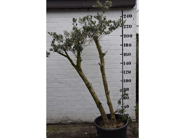 Olive spilt young skin - olive tree - afbeelding 1 van  7
