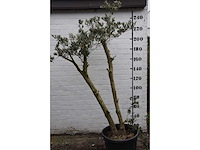 Olive spilt young skin - olive tree - afbeelding 1 van  7