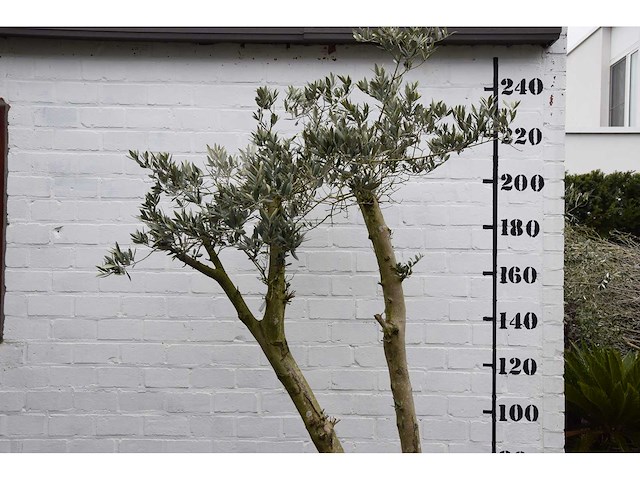 Olive spilt young skin - olive tree - afbeelding 2 van  7
