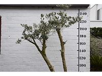 Olive spilt young skin - olive tree - afbeelding 2 van  7